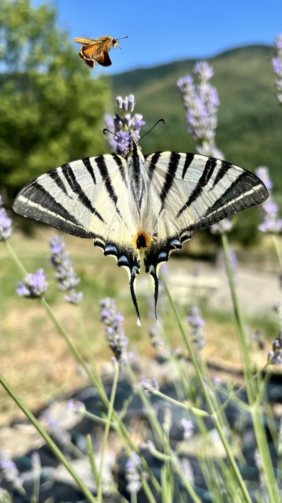 Photograph by Toomas Tõnisalu