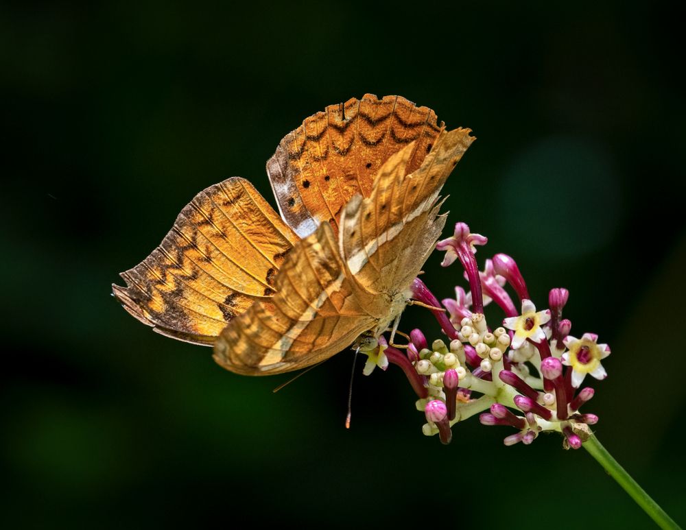 Photograph by Rachana madhav