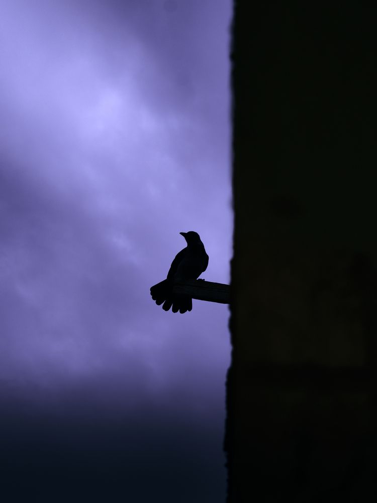 Echoes of Twilight: A Bird\'s Vigil
