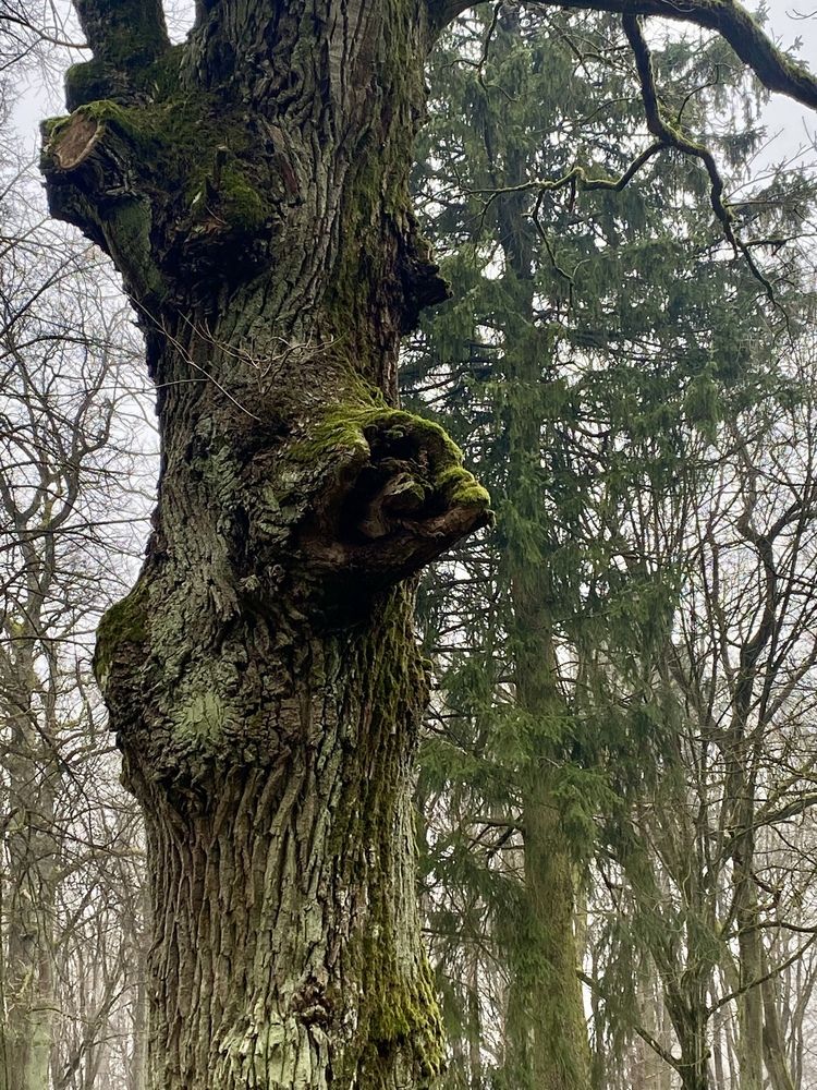 Лица деревьев