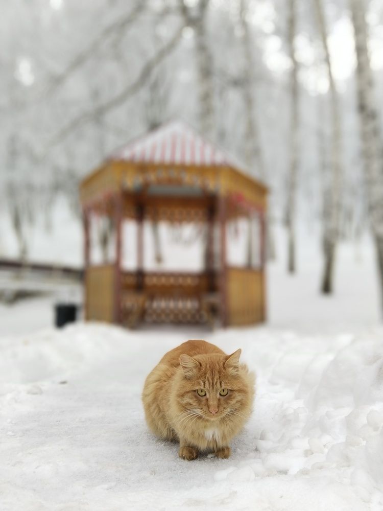 Photograph by Ольга Чернова