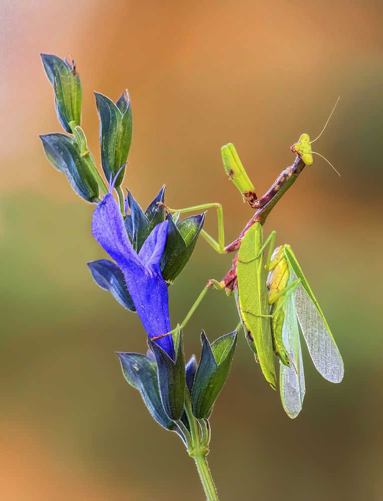 Photograph by Mario Fiorucci