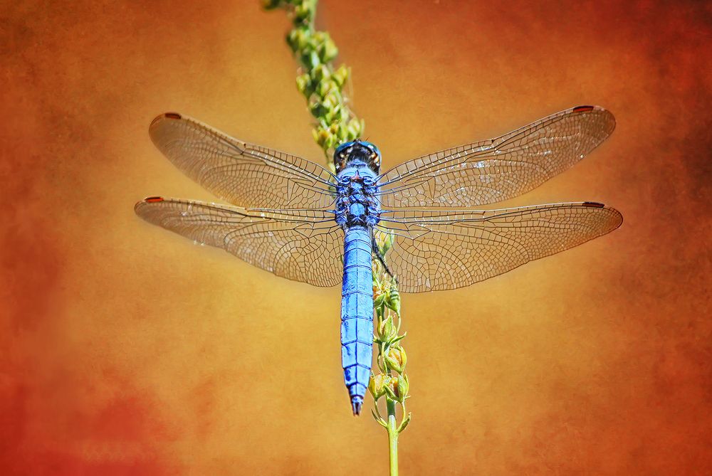 Photograph by Omid Mirshamsi