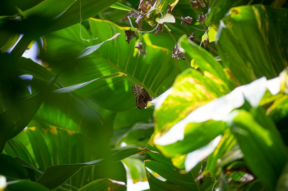 Photograph by Plamen Nikolov