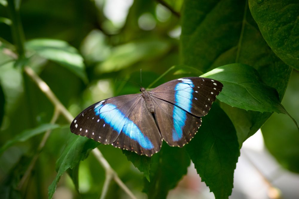 Photograph by Plamen Nikolov