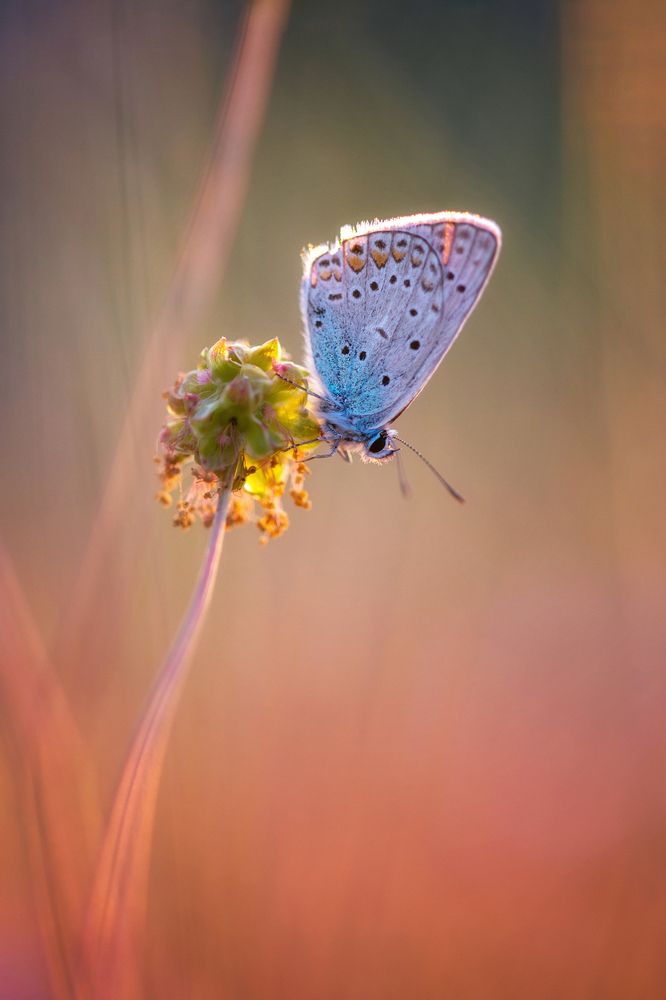 Photograph by Дмитренко Екатерина