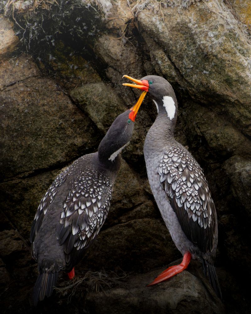Cormorán Lile en la intimidad