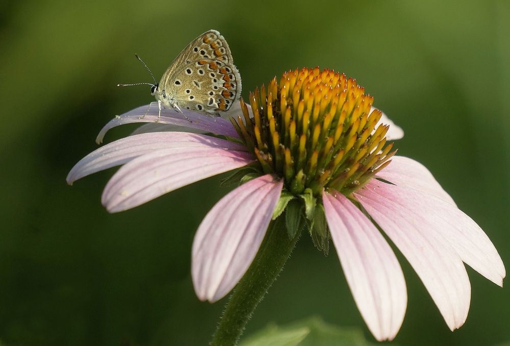 Photograph by Михаил Шейкин