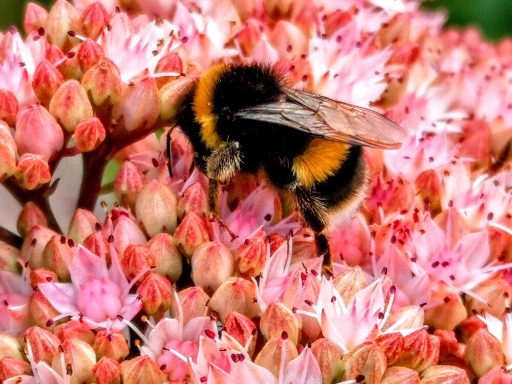 Фотография автора Ian Heard