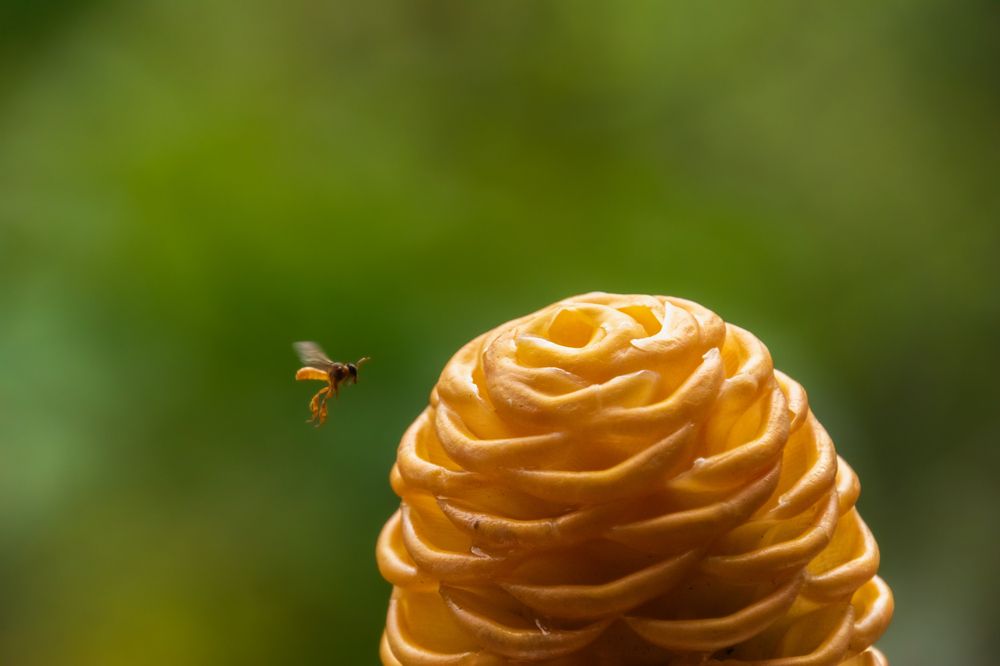 Photograph by Susie Castellano