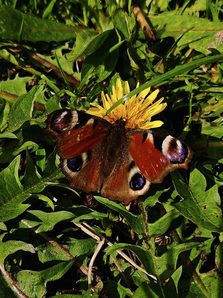 Фотография автора Любовь