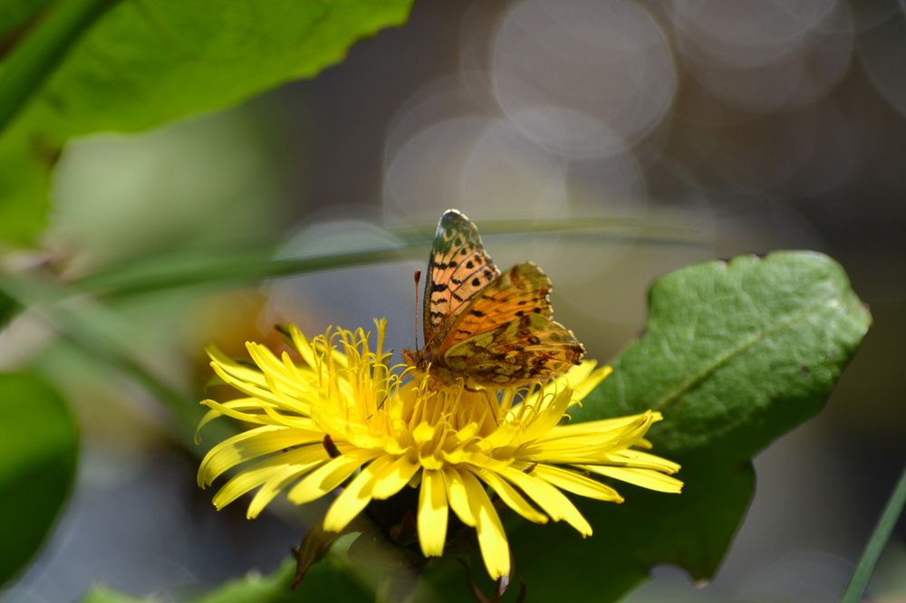Photograph by Jauke