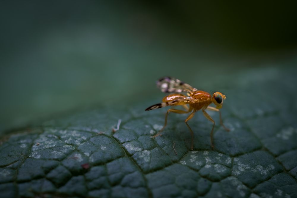 Photograph by Jana Špániková