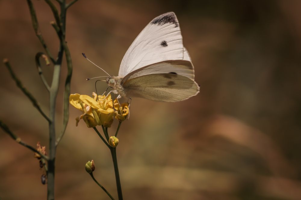 Photograph by Jana Špániková