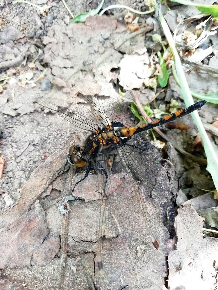 Photograph by Любовь Лунина