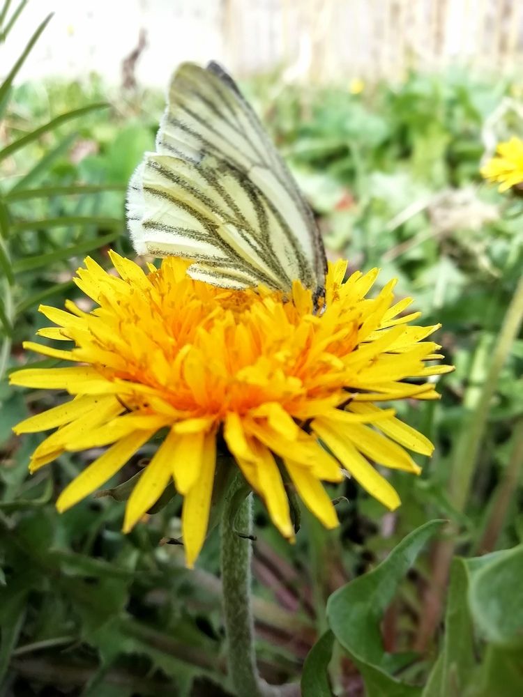 Photograph by Любовь Лунина