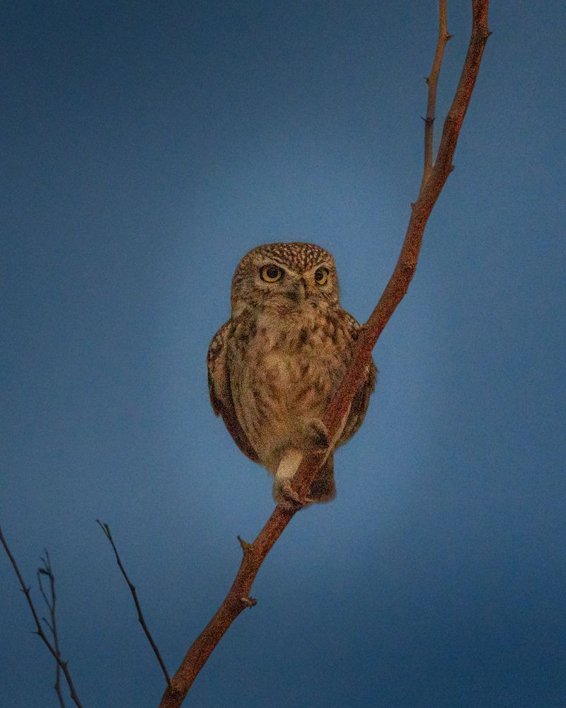 Little Owl of Arabia