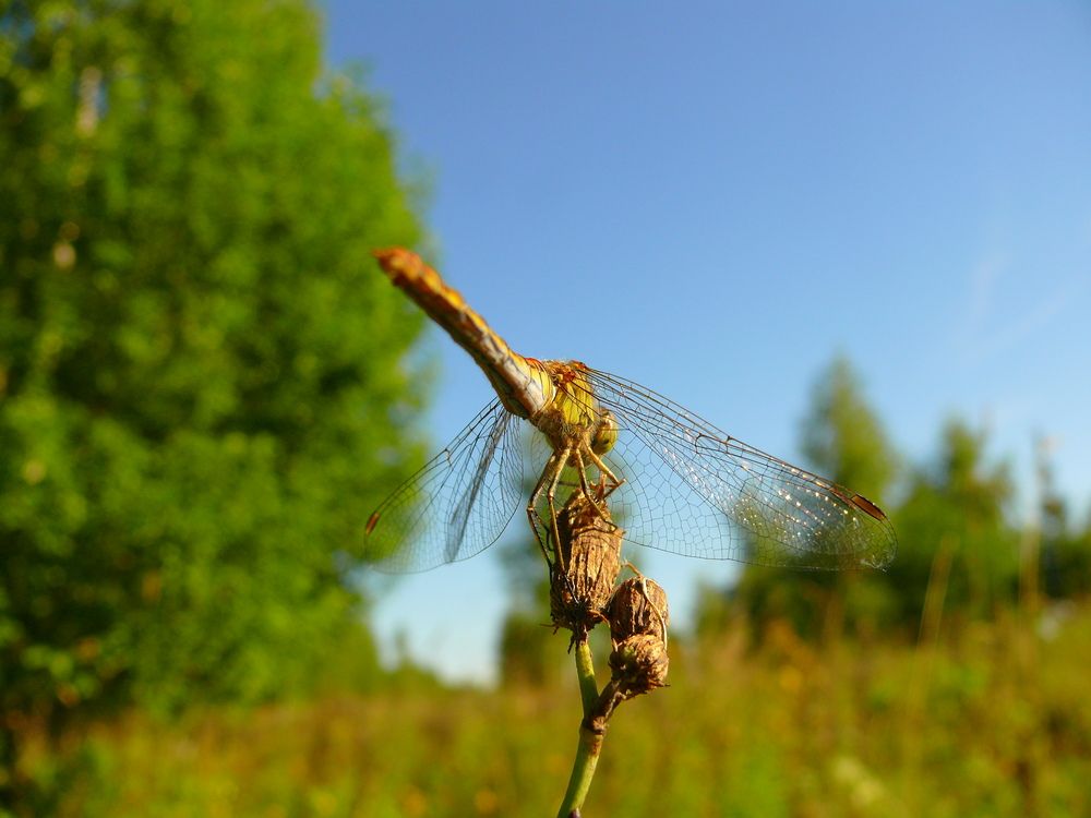 Фотография автора Анатолий Борисов
