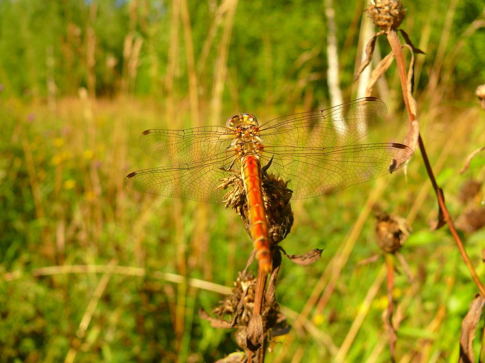 Фотография автора Анатолий Борисов