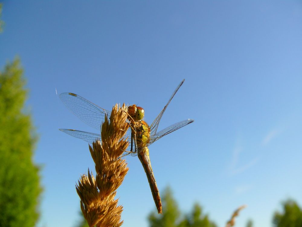 Фотография автора Анатолий Борисов