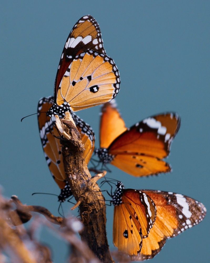 Tiger butterfly