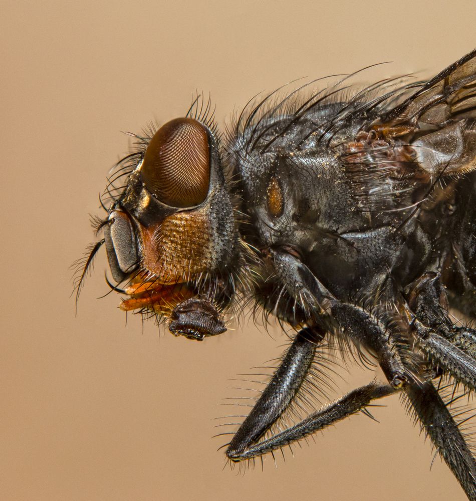 Photograph by Abbas Kalantar