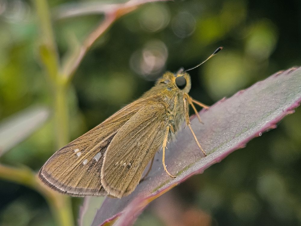 Photograph by Puru Raj