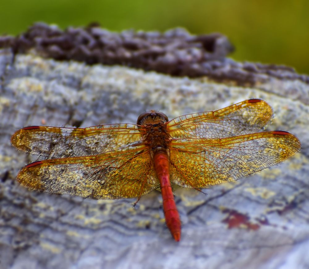 Стрекоза шафрановая