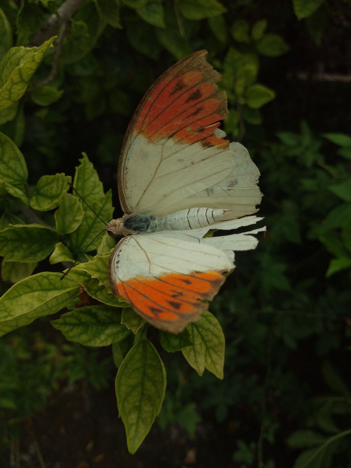 Photo #12047623