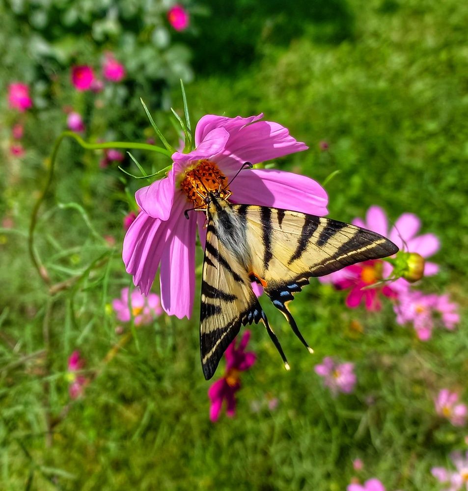 Photograph by Юлия Коробкова