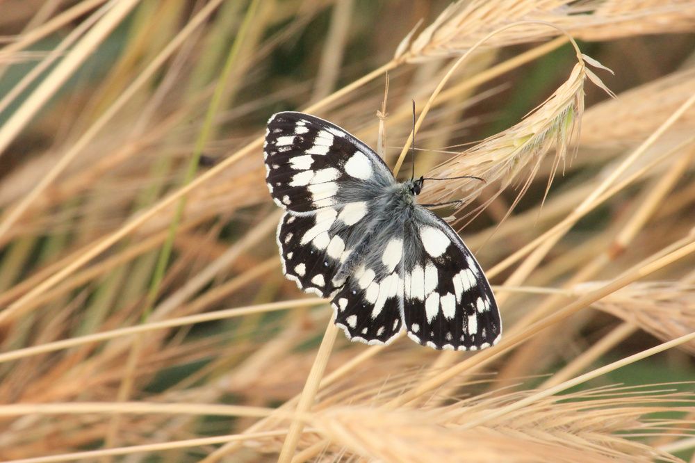 Photograph by Степан Конев