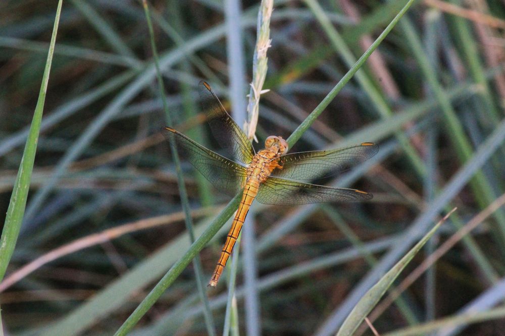 Photograph by Степан Конев