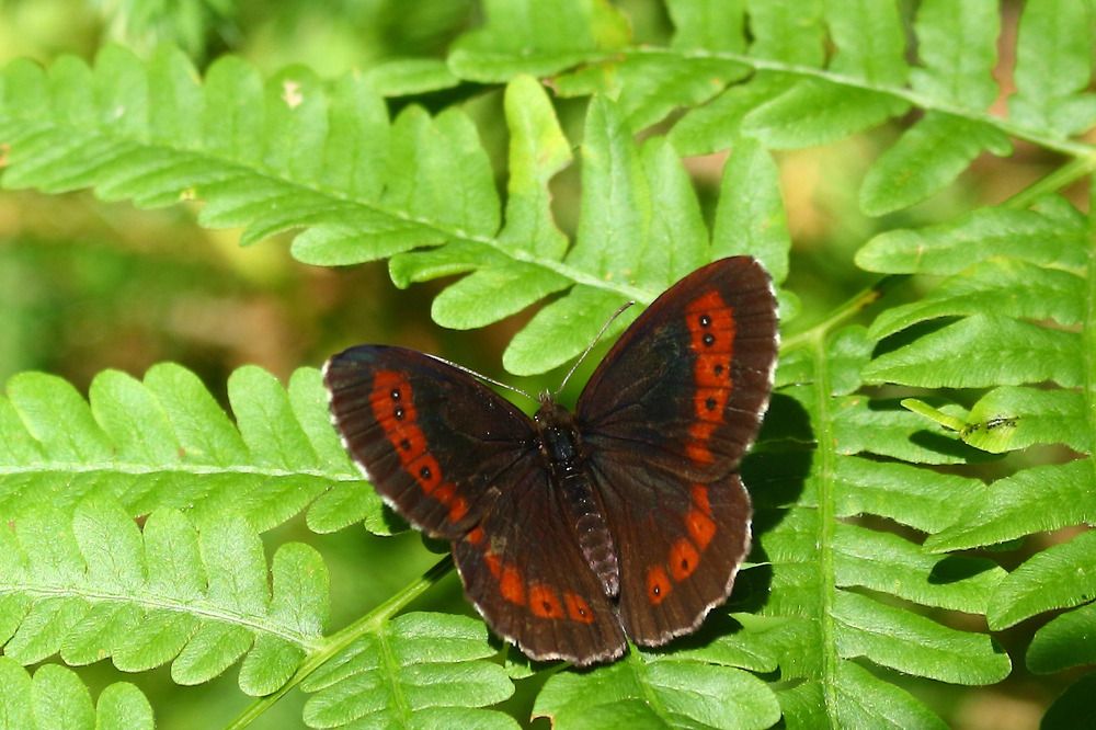 Photograph by Елена Наленч