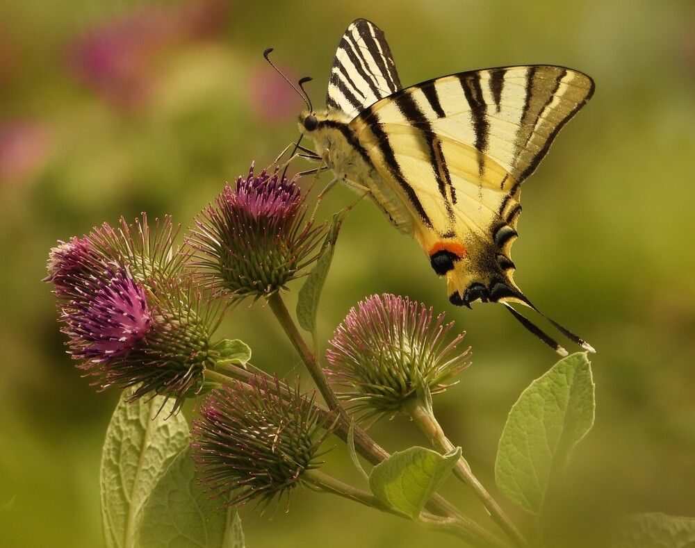 Photograph by Ružica