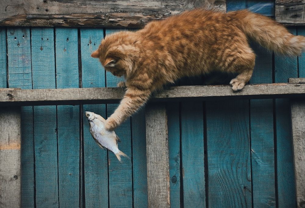 Ловись рыбка