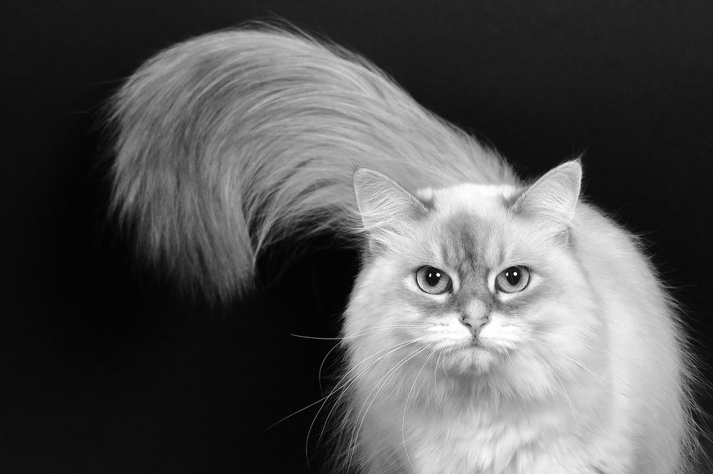 Female Siberian cat