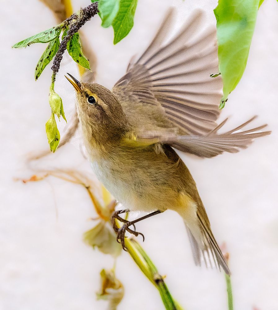 Natural controller of aphids