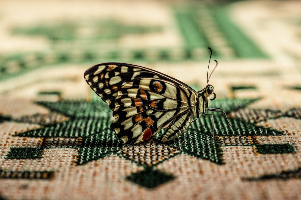 Фотография автора Ermac Kiyani