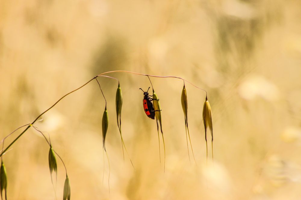 Фотография автора Ermac Kiyani