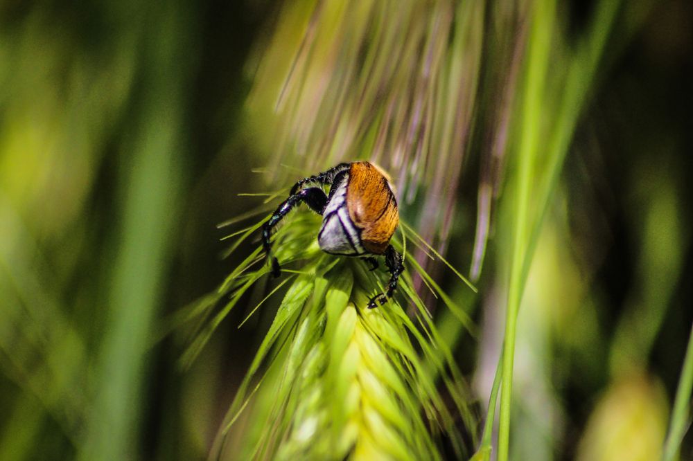 Фотография автора Ermac Kiyani