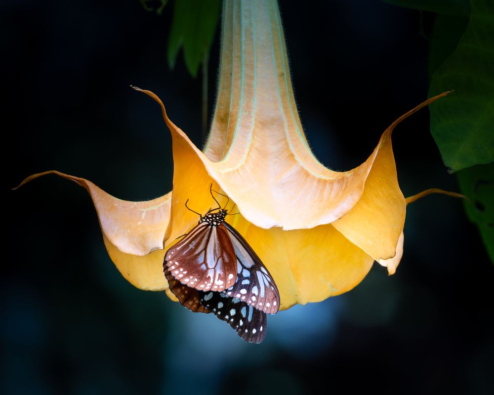 Photograph by KOHAGI