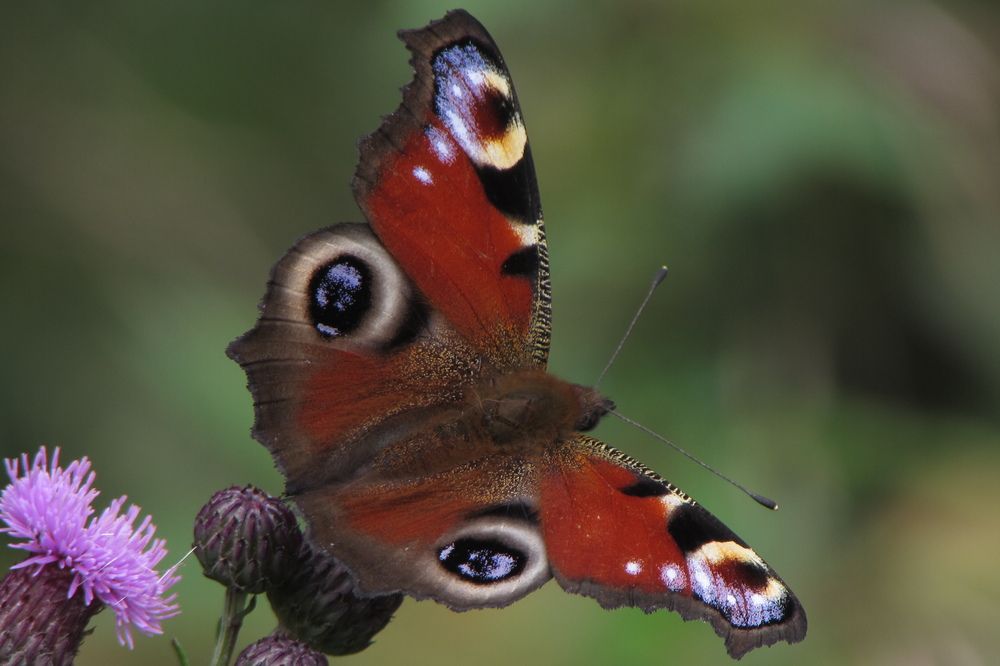 Краски лета