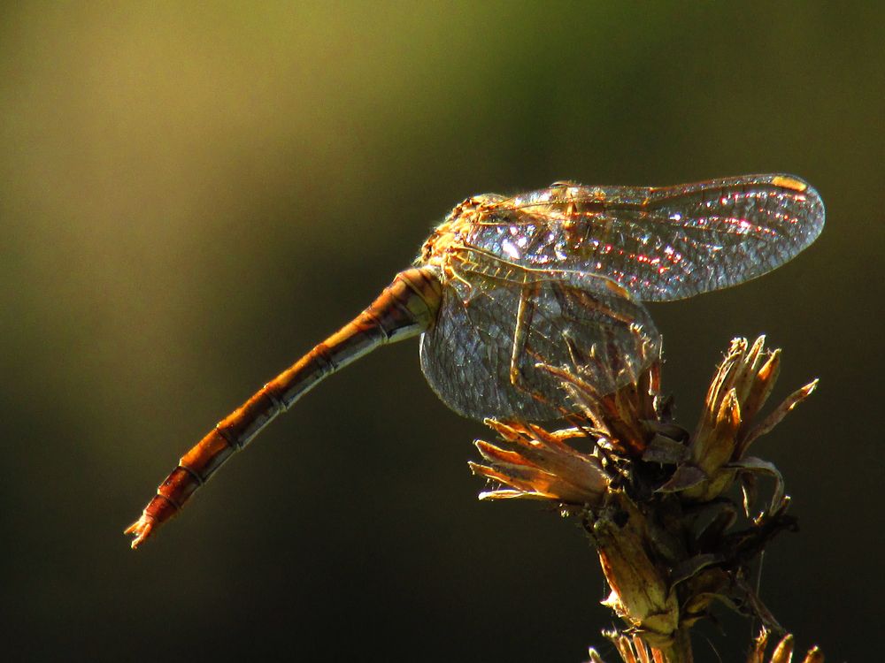 Photograph by Марина Канавченко