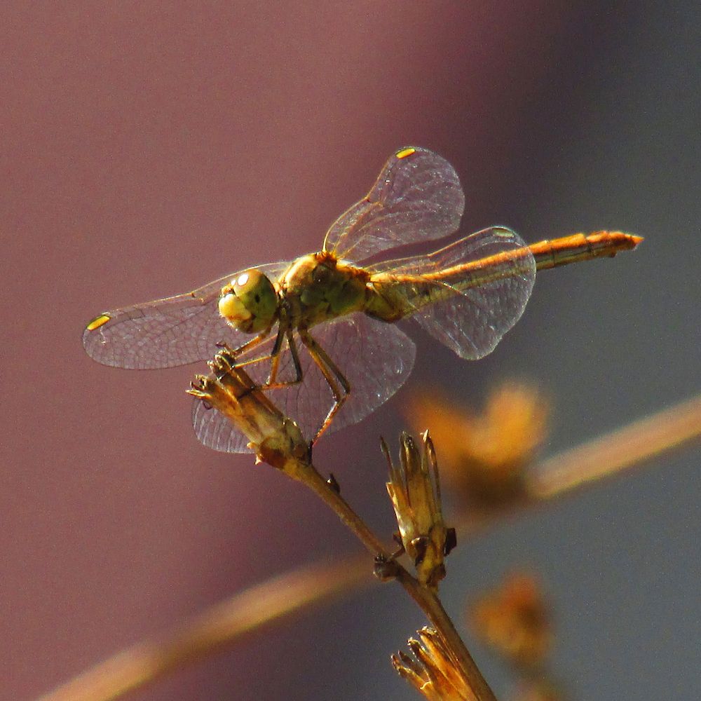 Photograph by Марина Канавченко