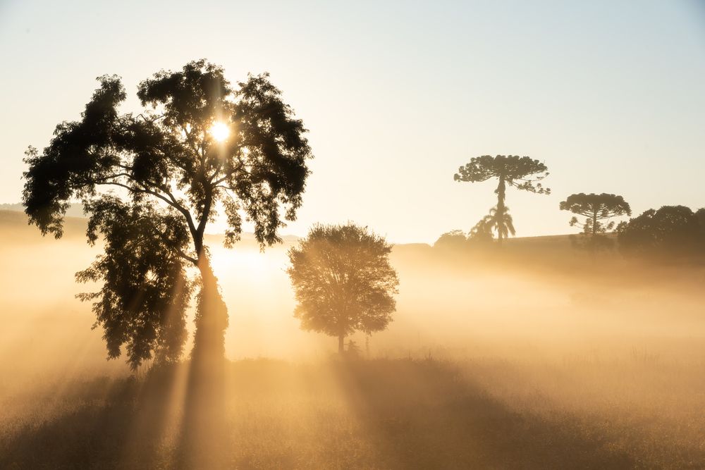 Foggy morning in South Brazil