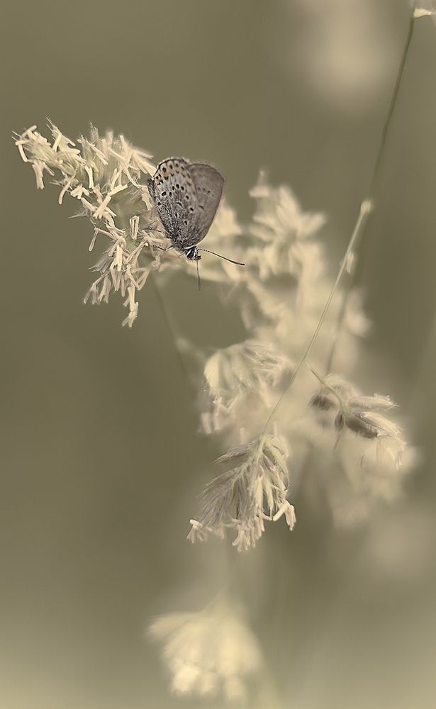 Photograph by Ирина