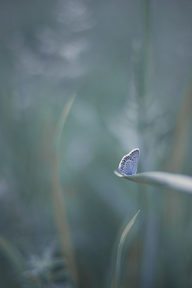 Photograph by Ирина