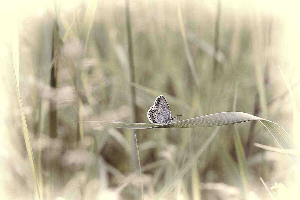 Photograph by Ирина