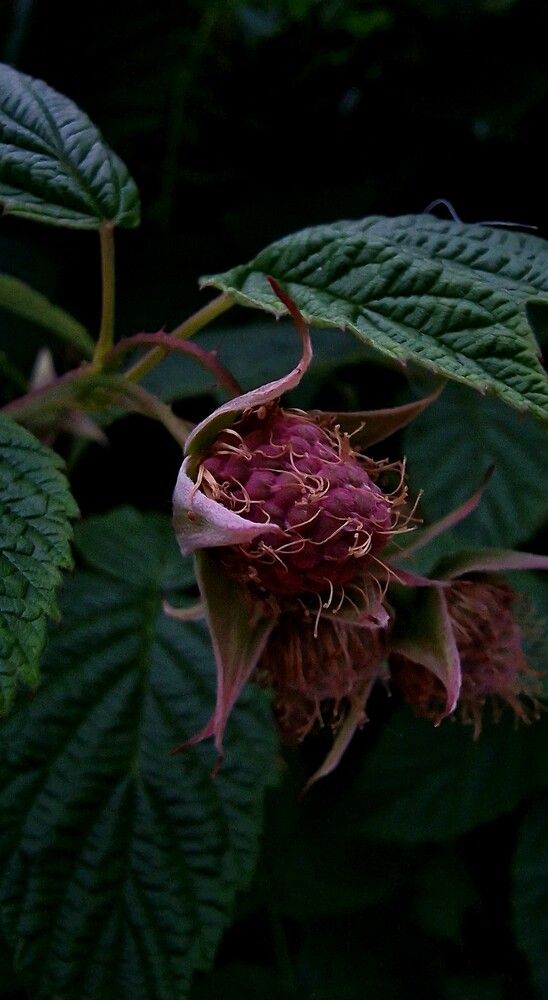 Photograph by Мария Стремина