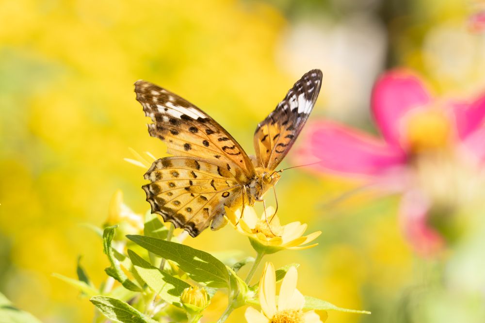 Photograph by KOHAGI